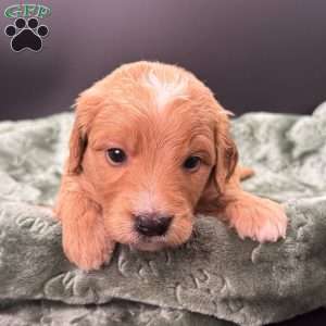 Tank, Mini Goldendoodle Puppy